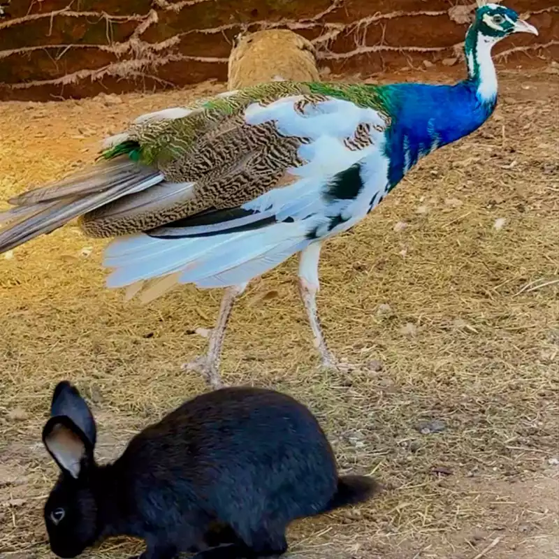 O Haras do Lago possui uma fazendinha